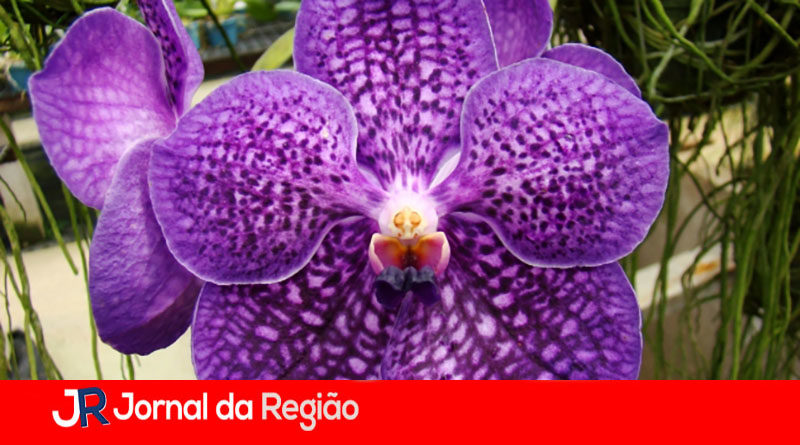 Maxi Feira de Flores set 2017 4 copia