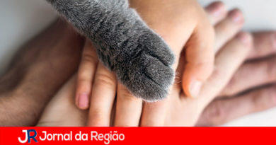 Torturador de gatos, de 15 anos, é apreendido pela Polícia