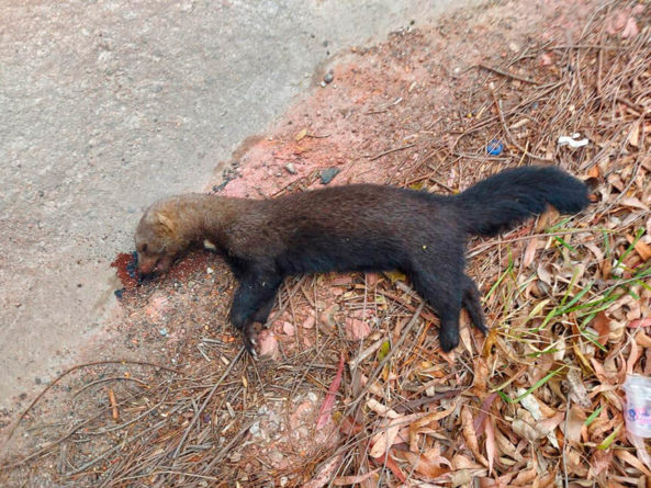 Irara morta. (Foto: Divulgação)