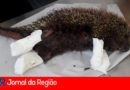 Ouriço resgatado. (Foto: Divulgação)