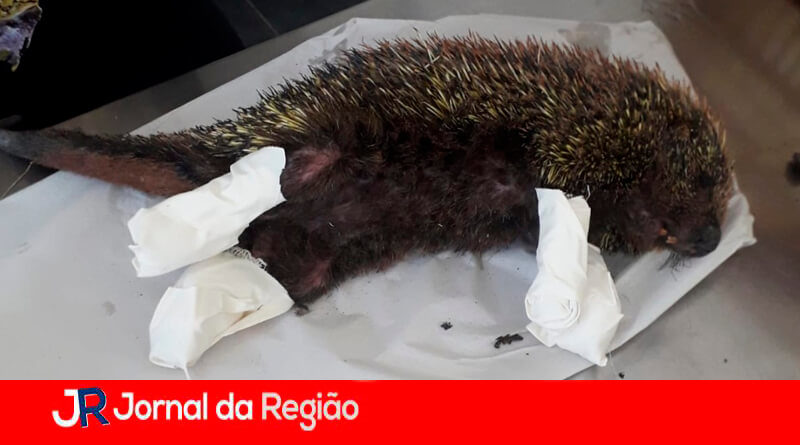 Ouriço resgatado. (Foto: Divulgação)