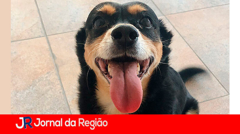 Mutirão de castração. (Foto: Divulgação)