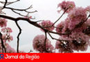 Início da Primavera. (Foto: Divulgação)