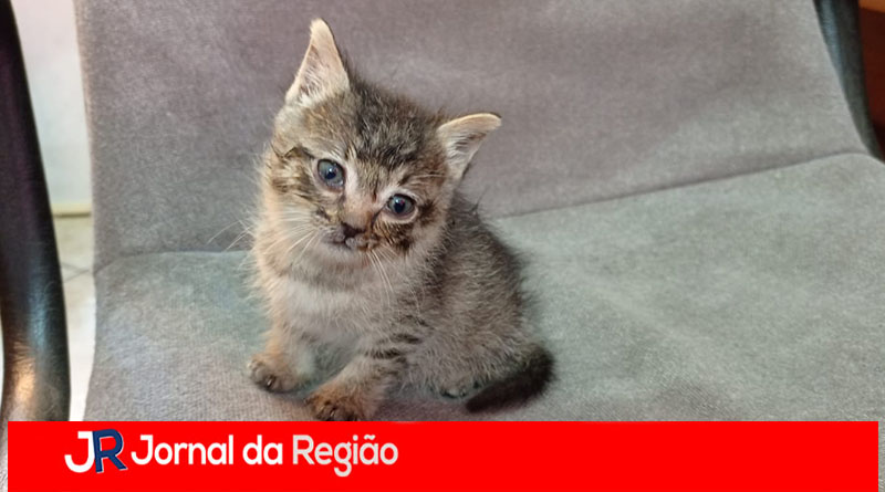GATINHO NA RUA copia