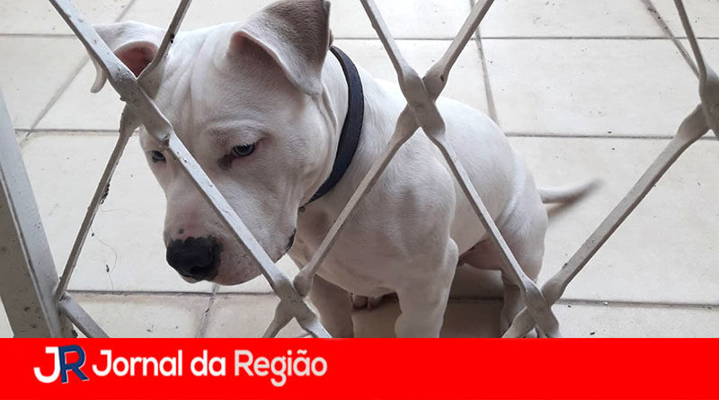 PITBULL ENCONTRADO