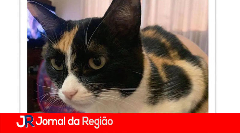 ZECA SUMIU copia