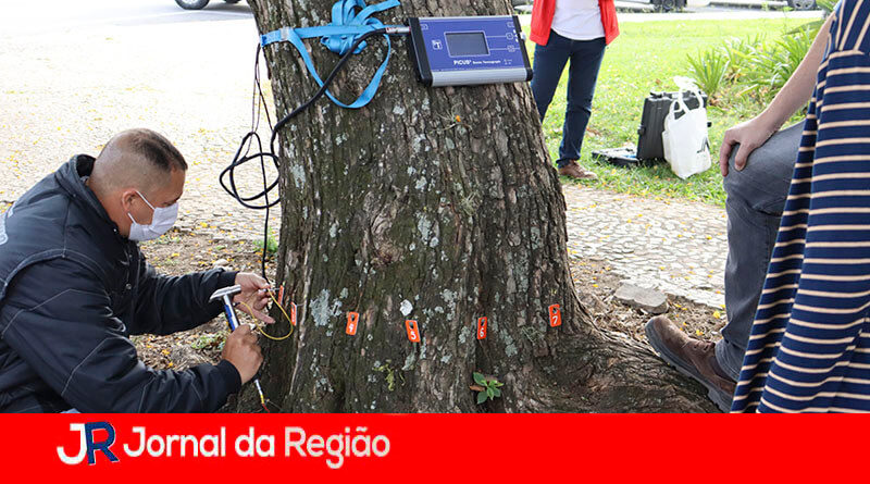 Exame em árvore. (Foto: Divulgação)