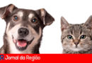 Feira de adoção. (Foto: Divulgação)
