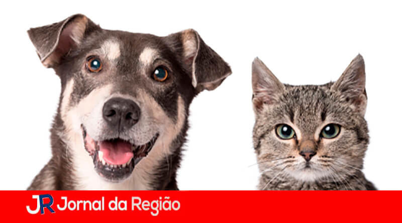 Feira de adoção. (Foto: Divulgação)