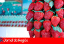 Festa do Morango de Jarinu. (Foto: Divulgação)