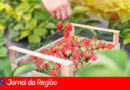 Festa do Morango em Jarinu. (Foto: Divulgação)