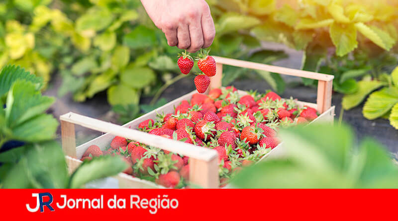 Festa do Morango em Jarinu. (Foto: Divulgação)