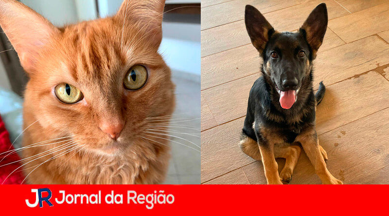 Mutirão de castração. (Foto: Divulgação)