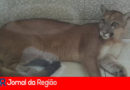 onca banheiro copia