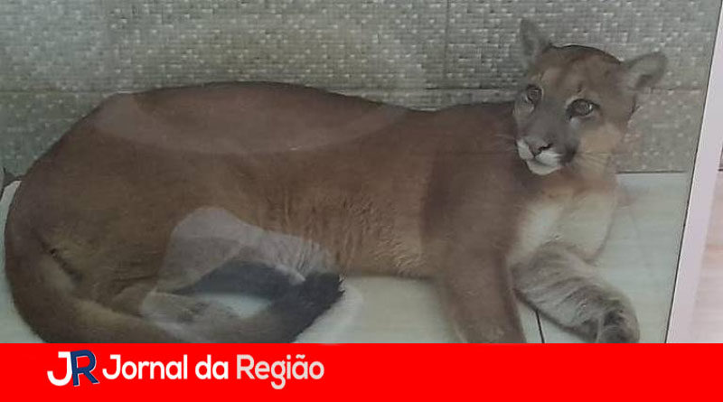 onca banheiro copia