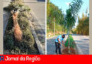 Plantação de árvore. (Foto: Divulgação)