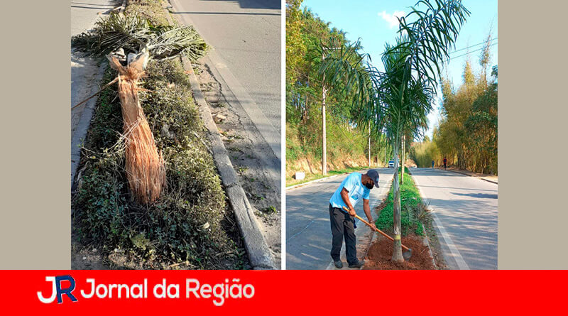 Plantação de árvore. (Foto: Divulgação)
