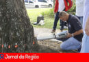 Árvores de Campo Limpo Paulista. (Foto: Divulgação)