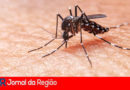 Mosquito da Dengue. (Foto: Divulgação)