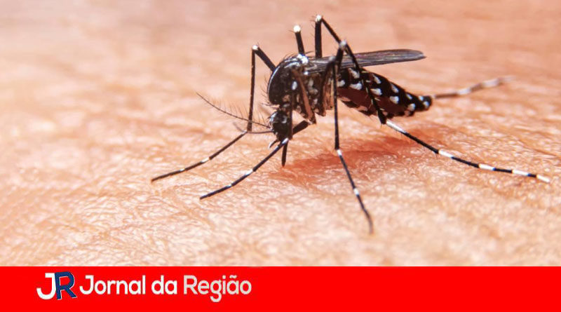 Mosquito da Dengue. (Foto: Divulgação)