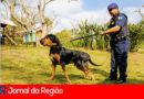 Cão farejador Max. (Foto: Divulgação)