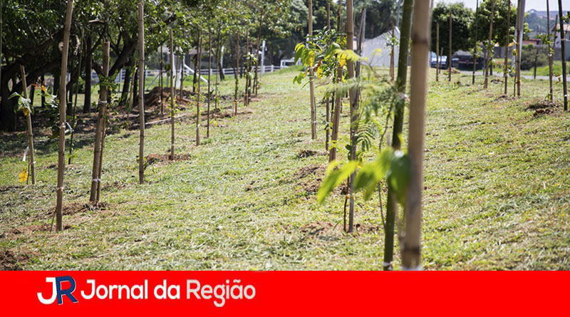 Plantio de mudas. (Foto: Divulgação)