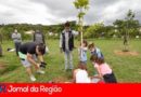 plantio de muda