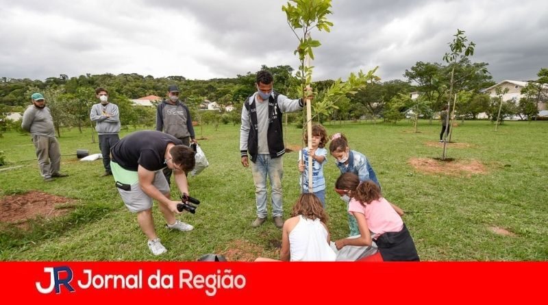 plantio de muda