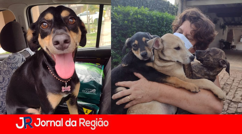 Pracinha dos Dogs. (Foto: Divulgação)