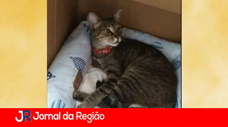 FRIDA DESAPARECIDA