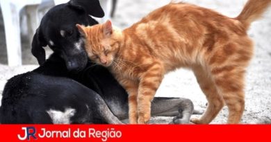 Mutirão de Castração abre inscrições dia 13 em Várzea Paulista