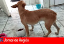 estupro de cachorra