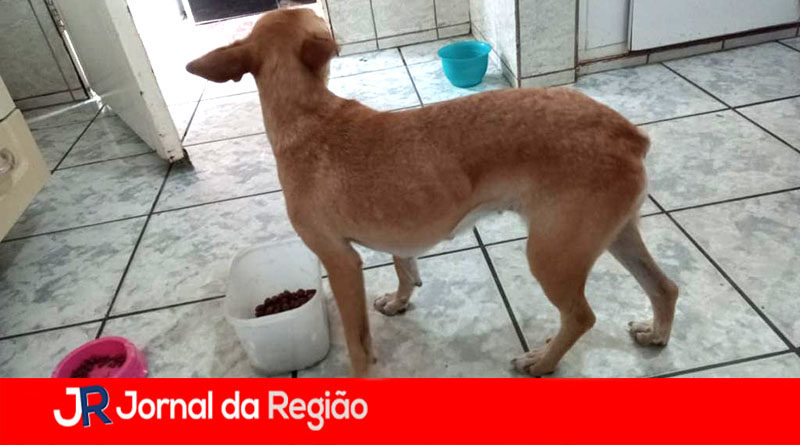 estupro de cachorra