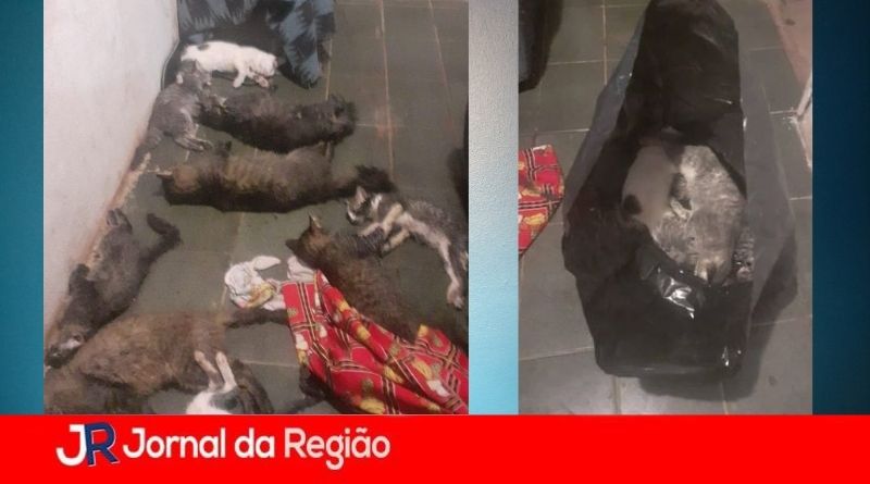 GATOS MORTOS NA COLONIA