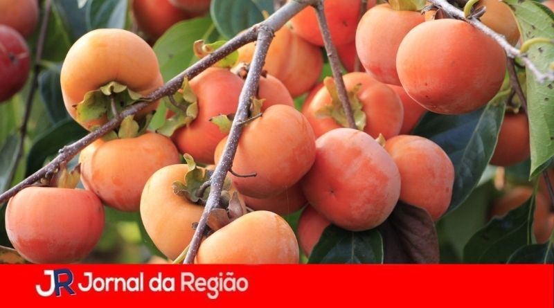 caqui itatiba
