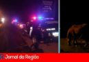 cavalos soltos