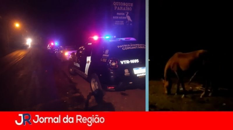 cavalos soltos