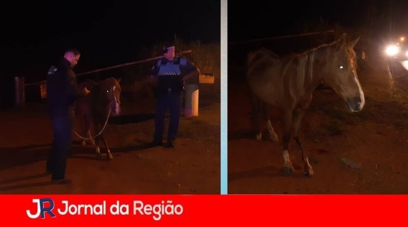 cavalos soltos2