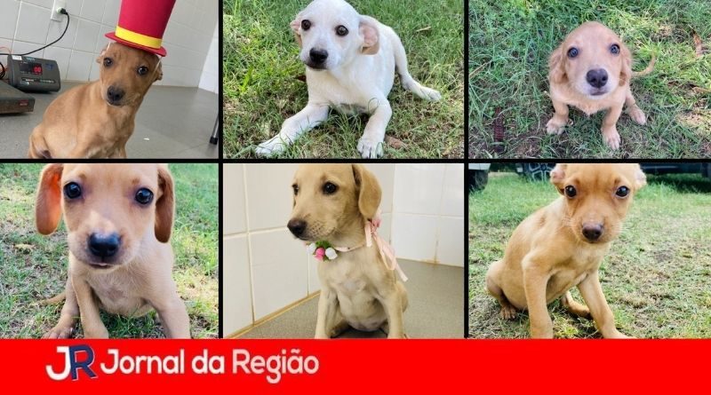 filhotes louveira