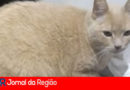 gato desaparecido copia