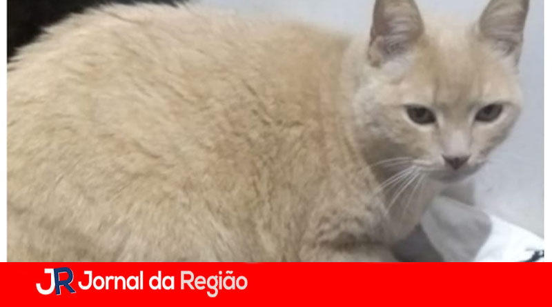 gato desaparecido copia