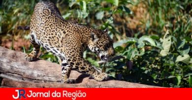 onca pintada mata ciliar