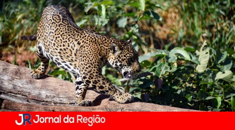 onca pintada mata ciliar