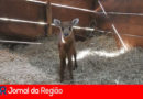 Cervinho zooparque