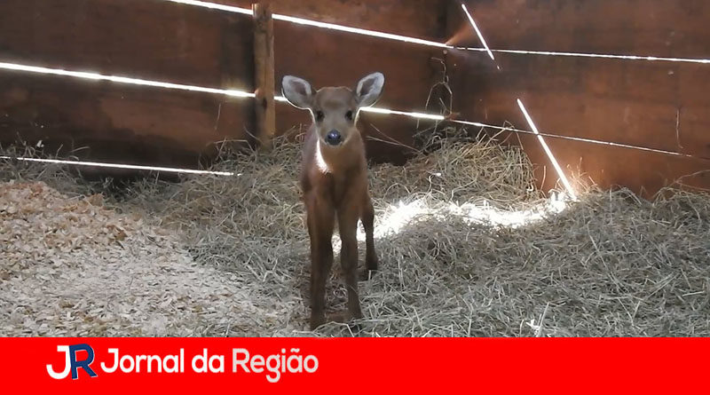 Cervinho zooparque
