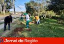 mudas campo limpo