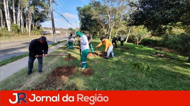 mudas campo limpo