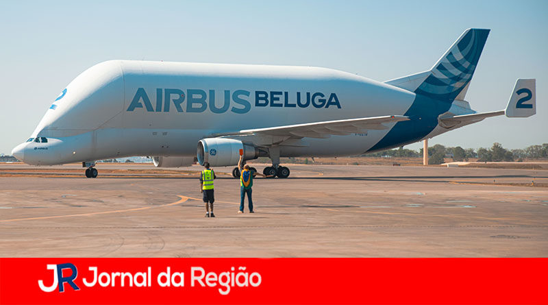 beluga 8