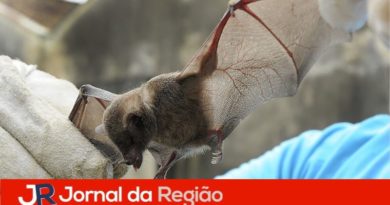morcego