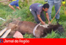 CAVALO NA FOSSA 1